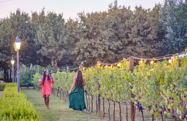Exclusive Winery Tour with Tasting and Dinner in Chianti vineyard