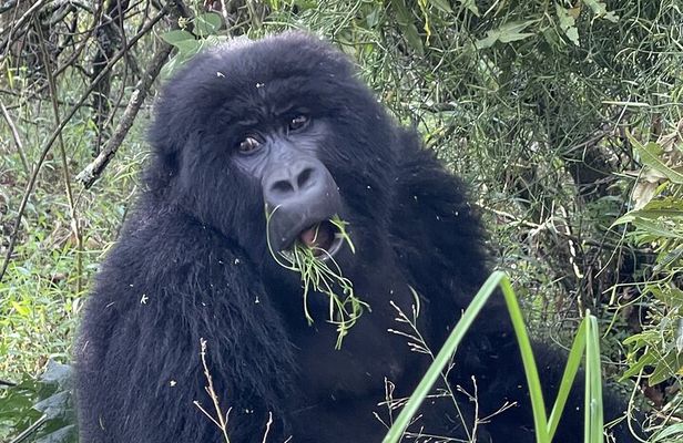 1 Day Guided Gorilla Trekking Safari Experience in Rwanda