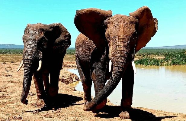 Addo Elephant National Park and Kragga Kamma Game Reserve. 
