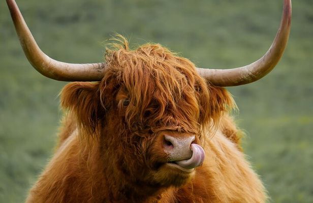 Private Luxury Tour of Loch Lomond, Oban, Glencoe & The Highlands
