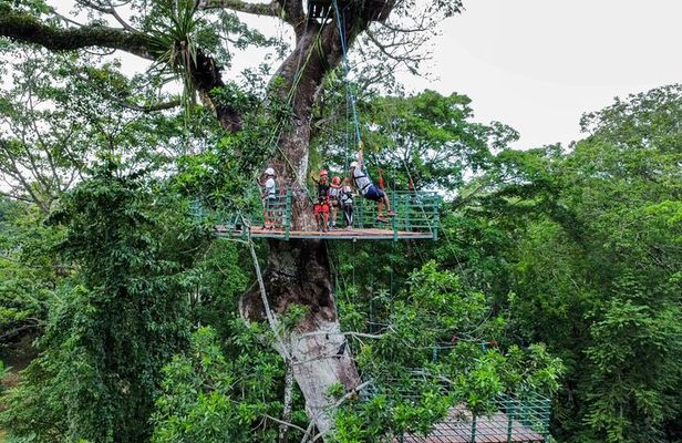 60m Tree Climbing Experience with Descent in Tarzan or Rapel