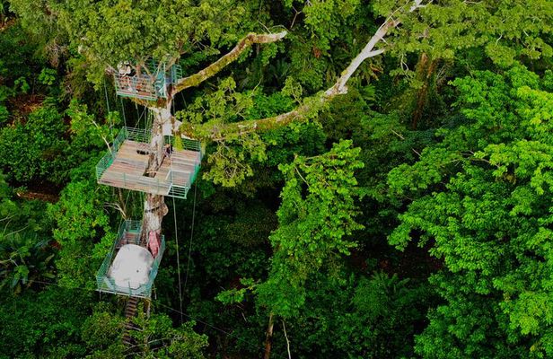 1 Day Tree Climbing and Rappelling Experience with Accommodation