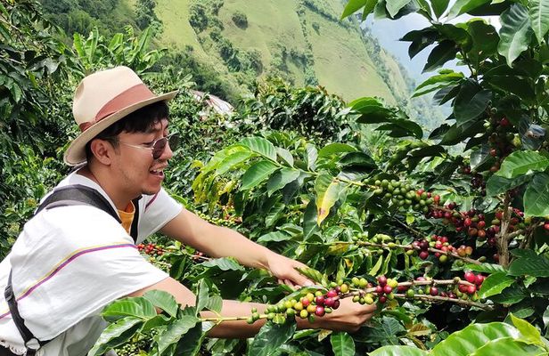 3 Day Private Tour Authentic Coffee Experience in Colombia