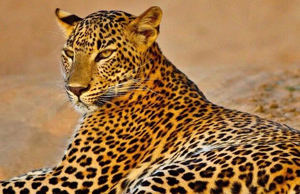 Kumana National Park Safari | from Arugam Bay