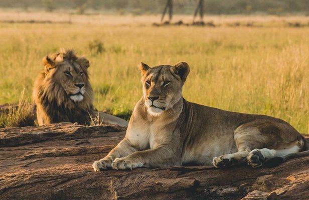 1 Day private Safari to Mikumi N park from Zanzibar by flight 
