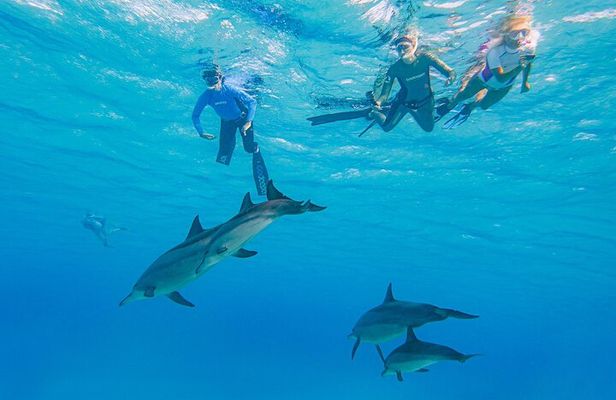 Dolphin House Samadai Reef Boat Snorkeling Trip from Marsa Alam