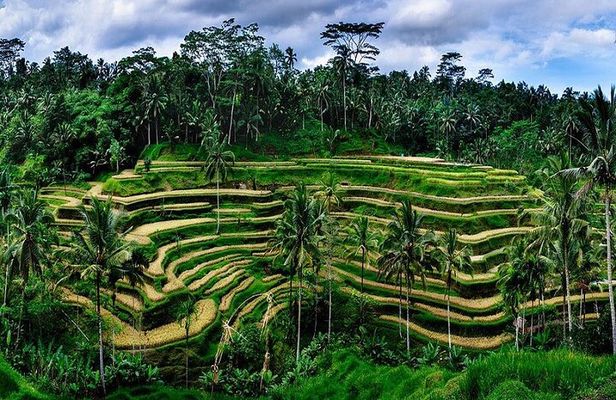The Beauty Of Ubud Private Day Tour