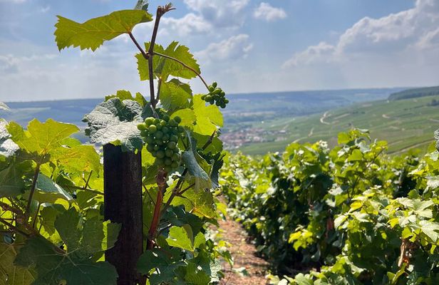 Discover Champagne in half a day in a Van
