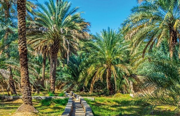 Al Ain Oasis Tour with Pickup and Drop off