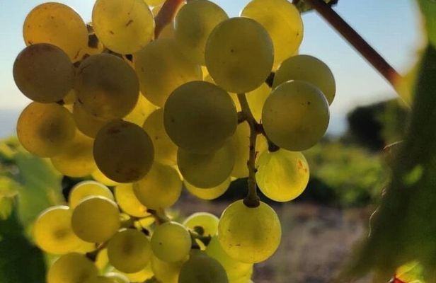 LUXURY PRIVATE Wine Tasting in CRETE (also for CRUISE SHIPS)