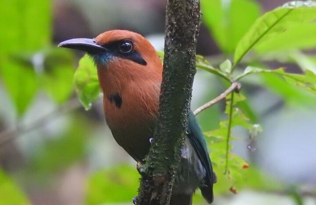 Full Day Private Bird and Nature Sightseeing Tour in Pipe Line 