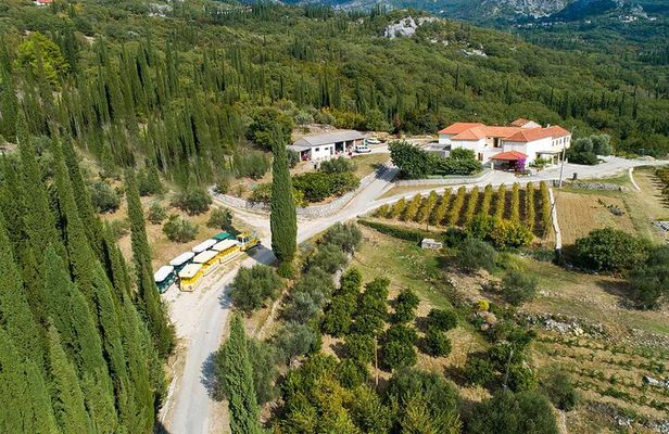 Konavle Tradition & Vines: Brajković Winery Journey