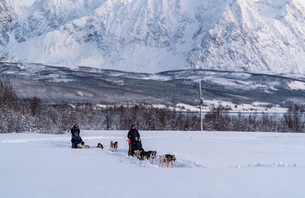 Husky Experience and Dog Sled Driving