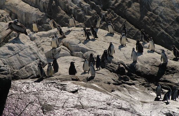 Private Nautical Tour Penguin Island, Cachagua, Valparaíso