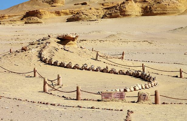 Private Full Day Tour in Wadi El Rayan and Wadi El Hiten