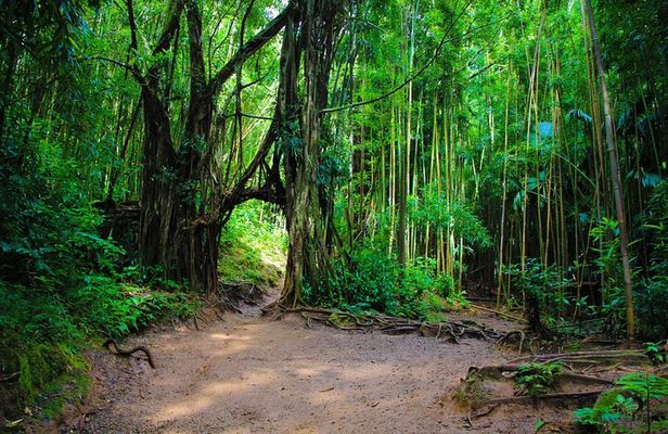 Hike Trail to Waterfall