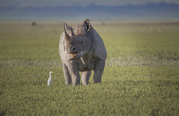Ngorongoro Crater Day Trip – Shared Group Safari