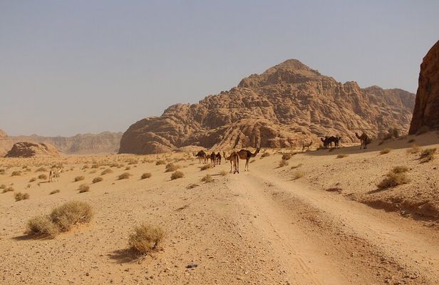 Wadi Rum Full Day Jeep Tour 
