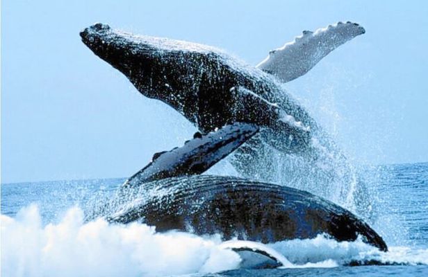 Humpback Whales Excursion in Samana