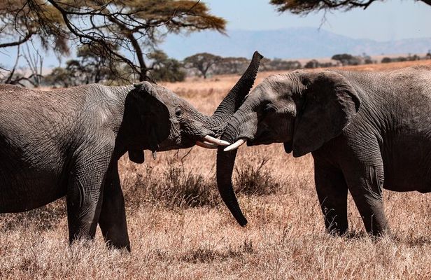 6 Days Enchanting Tanzania Safaris - Mid Range Safari