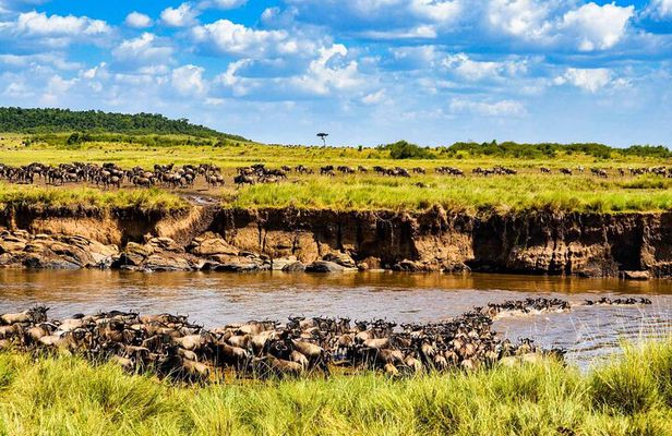 3 Days 2 Nights Maasai Mara Guided Safari Tour