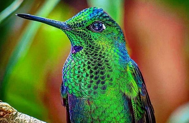 Monteverde Cloud Forest Tour