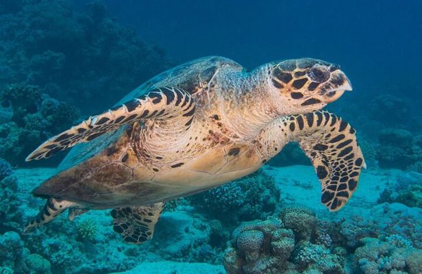 Shore Diving with private beach access & Lunch