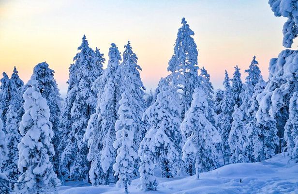 Family Snowmobile Sledge Ride in Rovaniemi