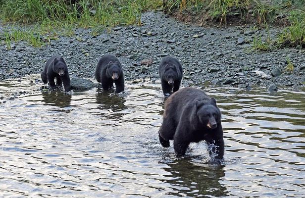 VIP Private Alaska Native Excursion (Cultural, Scenic Experience)