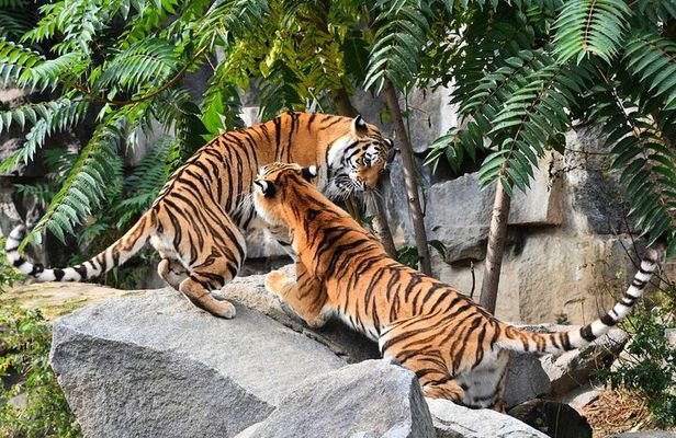 7 Day Golden Triangle Tour with Wildlife-Taj Mahal Tigers & Birds