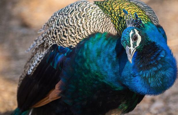 5 Day Golden Triangle Tour with Bharatpur Bird Sanctuary