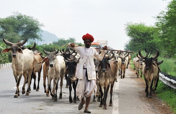 7 Day Golden Triangle with Udaipur-Delhi Agra Jaipur Udaipur Tour