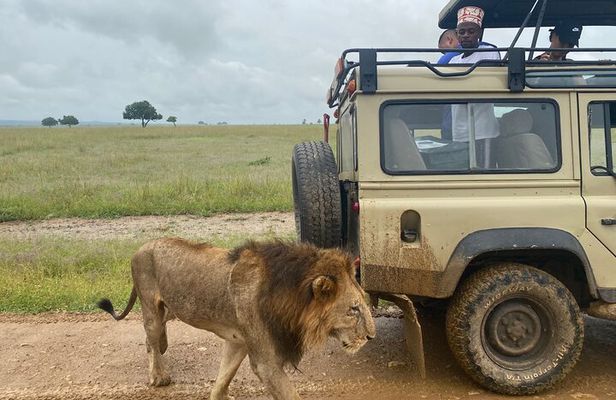 Discover the Beauty of Day Safari to Selous Game Reserve 