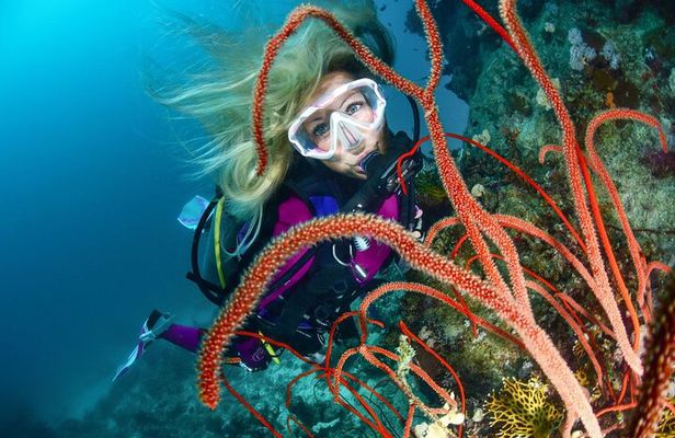 Scuba dive with sharing transfers