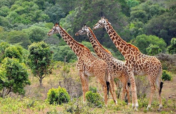 3 Days All Inclusive Zanzibar to Tarangire Ngorongoro