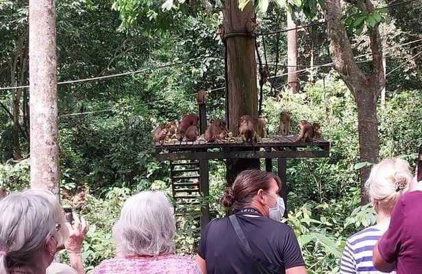 Full-Day Sepilok Orangutan and Sandakan City Trail from Kota Kinabalu