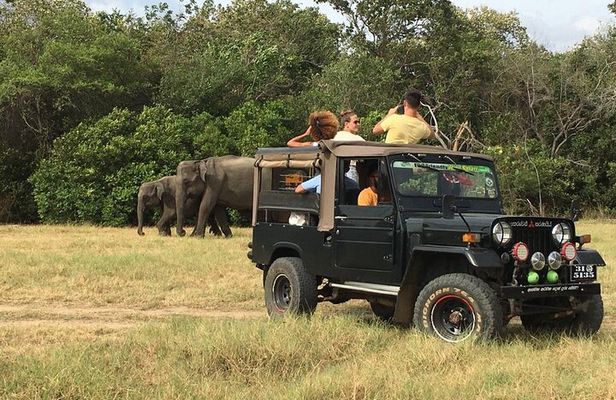 Day Tour from Colombo to Minneriya National Park Jeep Safari