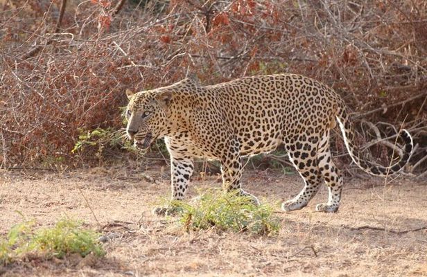 DOUBLE SAFARI -Udawalawe & Yala Safari Private Day Tour