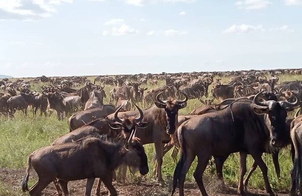  5 Days Classic Tarangire, Serengeti and Ngorongoro Crater Tour