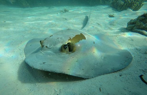 Snorkeling Adventure to Daymaniat Islands
