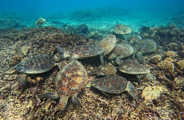 Daymaniat Islands Guided Snorkeling Adventure from Muscat