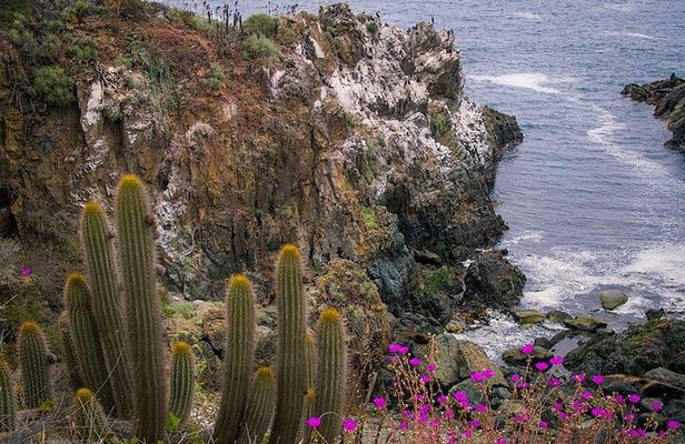 Private Garden Tour in Central Coast of Chile with Lunch included