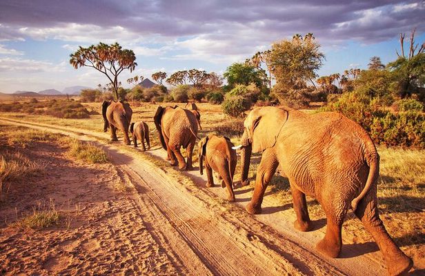 2 Days, 1 Night - Tsavo East National Park Safari 