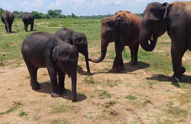 Minneriya National Park Jeep Safari - Private Safari