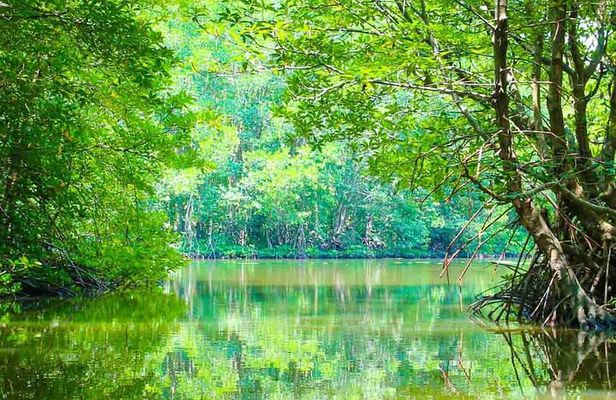 Can Gio Mangrove Forest 1 day tour