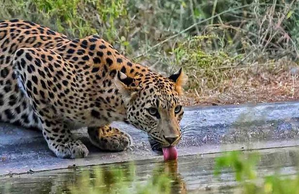 6-Days Private Luxury Golden Triangle Tour with Jhalana Safari