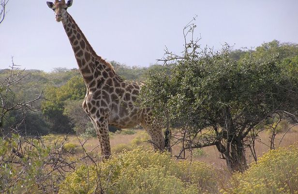 Full-Day Safari in Maputo National Park