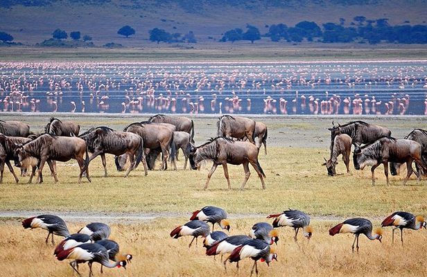 3Days luxury safari to Tarangire Ngorongoro crater and Manyara