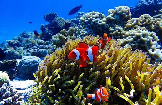 Okinawa: Scuba Diving Tour with Wagyu Lunch and English guide