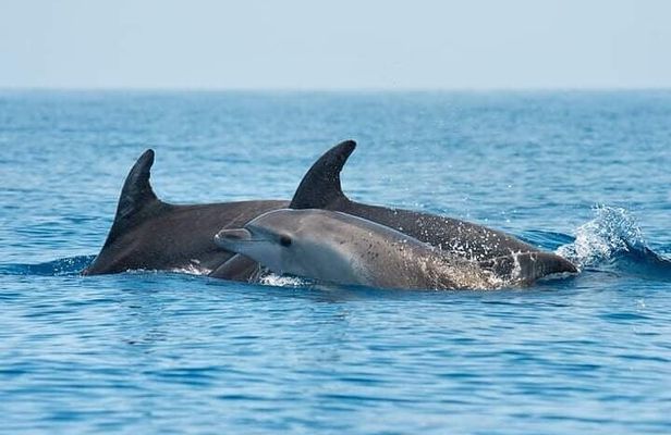 Dolphin Watching Boat Excursion to Figarolo Island from Olbia